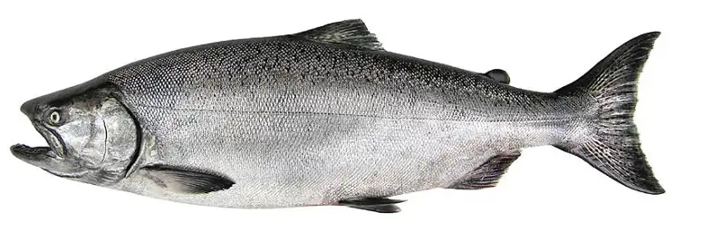 Blackmouth salmon caught during a Puget Sound fishing charter near Seattle.