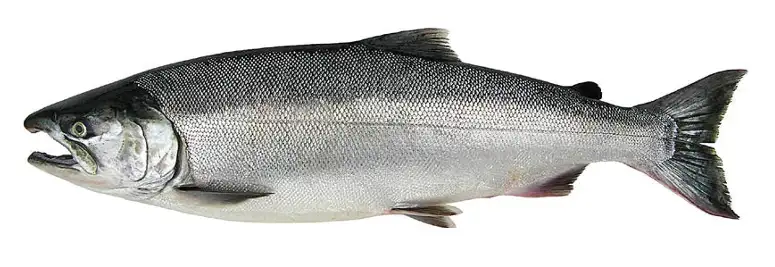Coho salmon illustration used for Seattle salmon fishing charter species section.