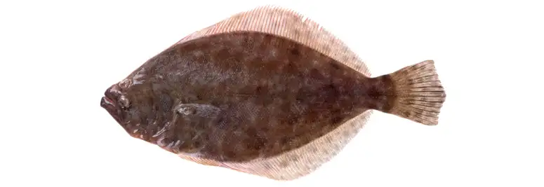 Flounder caught during a Puget Sound bottom fishing trip near Seattle.