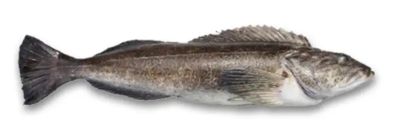 Lingcod caught during a Puget Sound fishing charter in Washington.
