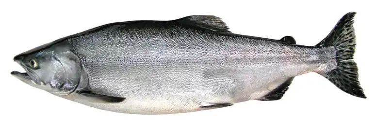 Pink salmon illustration used for Seattle salmon fishing charter species section.